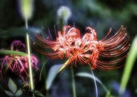 Red spider lily was secretly blooming.