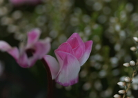 今年も咲くとは限らない