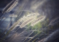 逞しく生きること