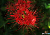 紅素顔