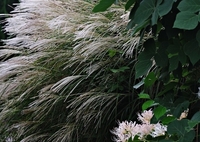 輝く薄と白花曼殊沙華