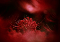 妖炎  ～曼珠沙華～