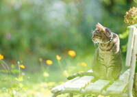 The Autumn Song*