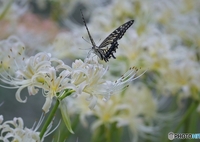 ほのかな世界へ飛んでゆく