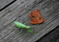 カマキリさんの目が点
