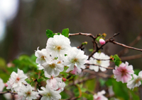 十月の花見
