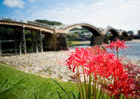 10月8日 真夏日・・錦帯橋