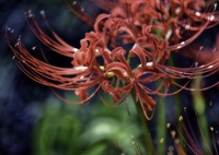 秋の訪れを告げる曼珠沙華