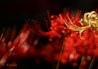 彼岸花5