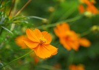 散歩でみつけて.キバナコスモス