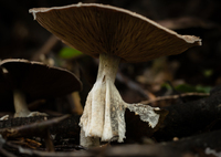 ロングドレスなびかせて