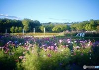 コスモスの時期ですね。