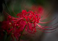 まだまだ初秋・・曼殊沙華