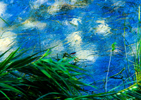 水面に映る雲  （モネ風）