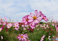 咲き乱れるコスモス畑