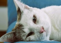 猫だって疲れる