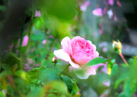 咲き進む秋バラたち