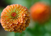 クイーンライムオレンジ