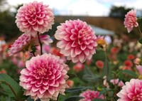 魅惑のダリア　１