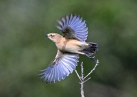 ノビタキさんの飛翔