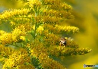 花粉の宝庫へGo