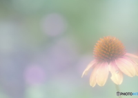 「エキナセア」