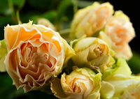 咲き進む秋バラたち