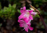 秋に咲く・・アマクリナム