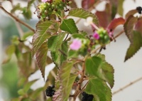 ランタナの紅葉