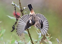ノビタキさんの飛翔