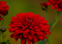 赤く咲いてた秋