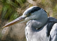 動かなければこっちのものだ！！