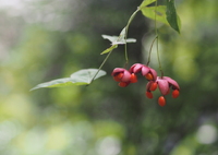 ツリバナの季節