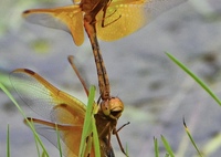 キトンボの産卵