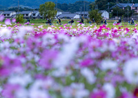 コスモスと部活