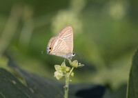 秋の蝶・・ウラナミシジミ