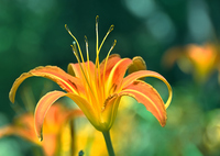 白野江2022　9月-4　輝くハマカンゾウ