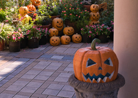 ハロウィンの庭散歩 ①