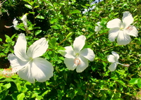 白いハイビスカス