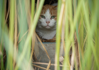 みーこのお告げ