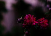 赤く燃える～(=^・^=)