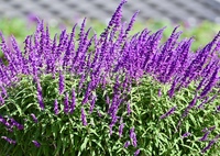 アメジストセイジ咲く