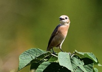 可愛いノビちゃん