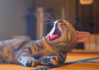 秋眠暁を覚えず･･･