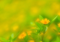 Hungry Like the Wolf