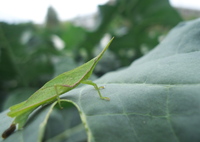 バッタのプロフィール