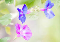 秋麗の頃・・１０月末のあさがお