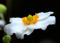 白野江2023　秋-01　シュウメイギク