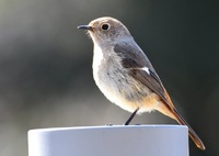 Daurian Redstart  ♀