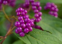 紫式部～秋の宝石